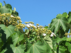 新北賞螢攻略再升級 綠色路線更永續