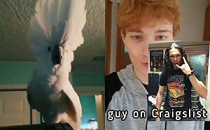 向重金屬搖滾團買鸚鵡！他後悔了