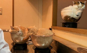 3貓躺大碗自主公轉！網：旋轉喵杯