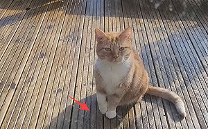 橘貓跛腳惹心疼！飼主下秒驚覺受騙