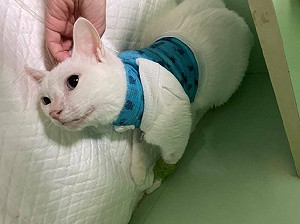 維護動物福祉  新北動保處獲農委會評鑑三大獎項