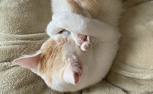 貓咪睡覺縮頭抱腳腳！網：在跳水？