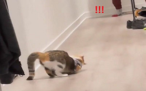 貓閃躲奴才竟花式翻滾！網讚當特務