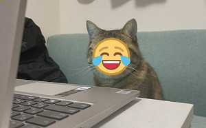 貓咪代開線上會議！一臉嚴肅笑翻網