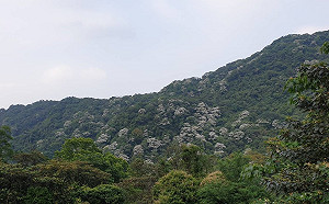 新店動物之家浪漫5月雪  新北動保處邀大家「桐」賞毛寶貝