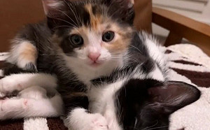 奶貓幫熟睡同伴洗臉臉！畫面超融化