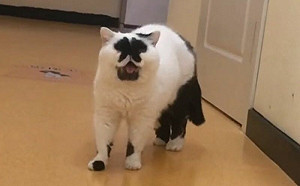 眼睛在哪裡？貓咪自備「蝶形面罩」