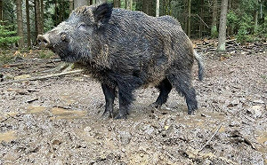 德動物園為俄羅斯純種野豬｢普丁｣改名：孩子們不用再聽到這兩個字!
