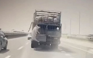 九天玄女顯靈？台76線網友遇到牠「降肉」