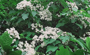 五月雪來了！新北最佳賞桐景點與即時花況搶先看