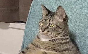 (影)貓學人類坐姿看電視！網：追劇喵童