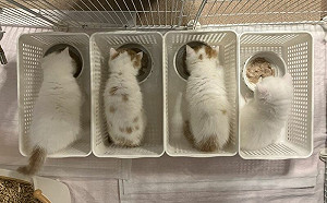 奶貓群吃飯失控！飼主出招學一蘭