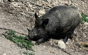 它從此不再叫「普丁」! 尊重烏克蘭遊客 德動物園「普丁豬」將改名