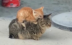 一起疊喵喵！小奶橘爽趴虎斑貓後背