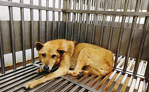 世界瘧疾日毛寶貝蚊風喪膽  新北動保處傳授防疫三招