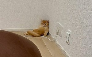 牆角出現懶散大叔貓！網：還在充電