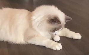 養貓人必玩過！搜集數月愛喵玩嗨了