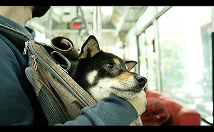 台北客運聯手咖啡店推優惠 鼓勵民眾帶毛孩輕旅遊