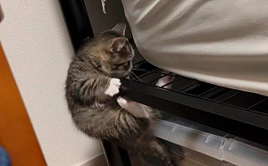 短腿奶貓爬床像爬山！腳丫懸空狂撈