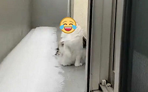 (影)貓咪嚐冰雪臉扭曲！網：敏感性牙齒