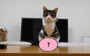 貓站立被尾巴上手銬！網：它是個體