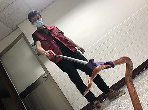 捕蜂捉蛇每天逾30件  新北防疫期間為民服務不打烊