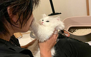 飼主抱小貓想親親！牠出手秒拒絕