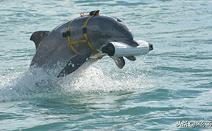 俄「海豚兵」出動？！守衛黑海艦隊防特種部隊潛水員潛入