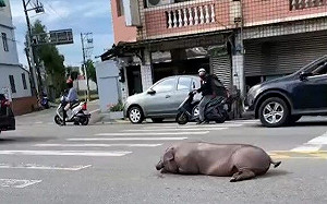馬路驚見「豬跳車」！網喊：降肉了