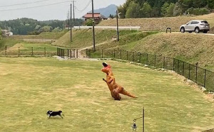 (影)黑柴柴放風狂奔！恐龍家長努力陪跑