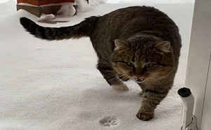 胖貓放風！出門踩雪秒折返：肉球冷