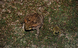 「海蟾蜍」列有害物種  新北籲飼主登記以免破財受罰