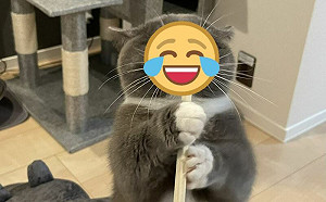 萌貓搶筷子！飛機耳加鬥雞眼笑翻網