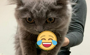 灰貓偷花椰菜遭逮！咬住不放：我的