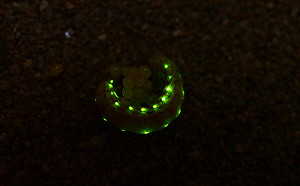 2種馬祖特有螢火蟲剩不到200隻！林務局公告劃定13公頃保護區