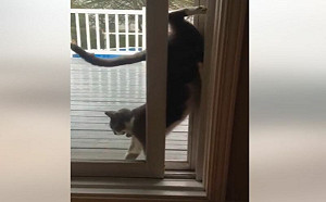 (影)貓咪手倒立抬腿！擠縫隙花式滑進屋