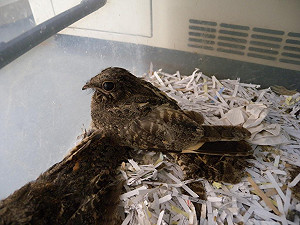 高市動保處：請先了解雛鳥 再伸出援手