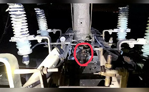 台電拍照證明台南停電｢松鼠害的｣ 新北永和深夜聽到爆炸聲後也沒電