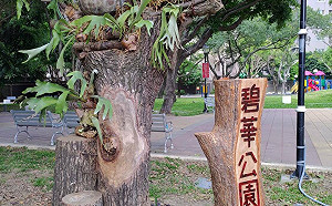 枯木化身在地藝術   新北三重碧華公園生命之樹展現新意象