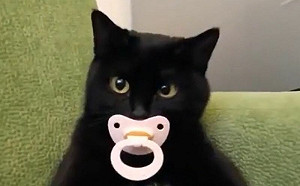 黑貓是奶嘴寶寶！人伸手秒射眼刀