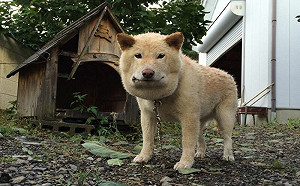 柴犬驚變國字臉！竟是跟蛇貪玩被咬