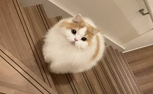 貓咪奔上樓毛全澎！像顆行走棉花糖