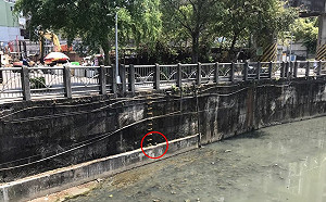 幼貓受困5米深大排  新北動保處架繩梯即刻救援成功