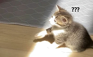 幼貓見陽光想收藏！喵掌空揮超呆萌