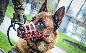 被遺棄！俄羅斯戰犬叛俄投烏克蘭 惡補第二語言