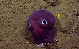 大眼烏賊定格！研究員：以為是玩具