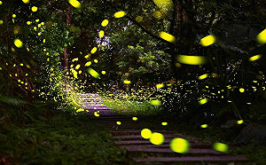 賞螢不用跑深山！和美山螢火蟲步道  漫天飛舞綠色螢光