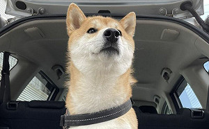 (影)搖擺柴犬上線！拍屁屁啟動跳舞模式