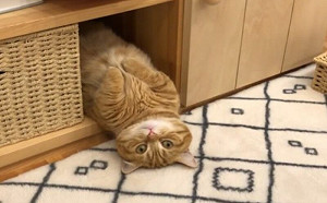 橘貓倒栽蔥耍廢！網笑：是假日的我