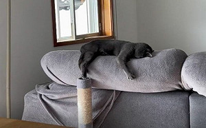 灰貓沙發上埋頭爆睡！網笑：太累了